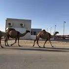 نياق