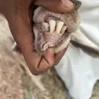 عنزين رباع و جامع