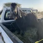 تيس فحل مشروط أجم
