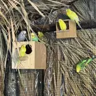 طيور الحب بادجي