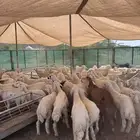 حلال ذبايح حريات