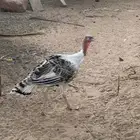 ديكه