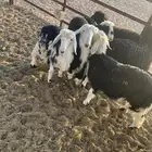 رخال نجد