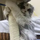 قطوه للتبنى راغدول