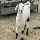 مشروع فحل توم ثلاثه شق ثالث