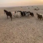 معزا و فحول