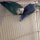ازوج روز تم البيع