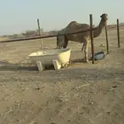 بعير احمر شمالي مشروط