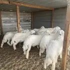 خرفان حري