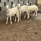 خرفان حري هجين مع بلدي