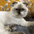 قطوه للبيع