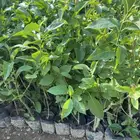 شتلات عرض الموسم الشتله مفرد بريال ونصف 1.5