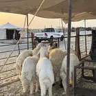 خرفان ورخال حري