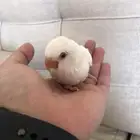 للبيع فرخ روز البينو
