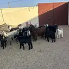 معزا مواليد 7حدرها 13