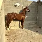 مهر شعبي اشقر