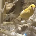 كناري للبيع