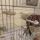 جوز كناري جوليستر ( فاخر )