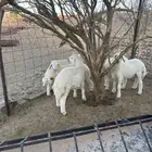 طليان نظيفه وشعره شي فاخر