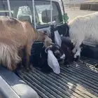 جفرتين وتيس
