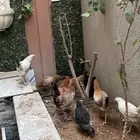 دجاج للبيع 8دجاجات و ديك