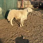 طلي فحل صنف