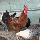 بيع ديك بلدي