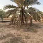 فرصه نخل طويل خلاص ارتفاع 3 متر سليم من اي امراض العدد 20