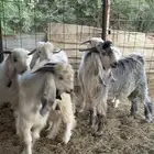 تيوس جذعان جبره طيبات المزاحمية غرب الرياض