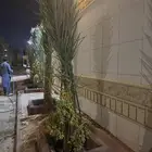 نخيل لبيع