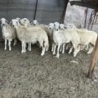 رخال للبيع