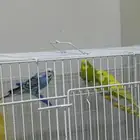 للبيع طيور باجي بلو نادر الصامل مراح اختلف معه