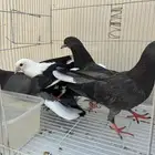 طبات قطايف جاهزه للترسيم