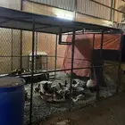 صنادق أو عشش أربعة في أربع