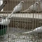 ماسي سنو وايت