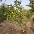 اشجار و مشاتل جملة