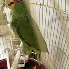 طائر الميني امزون