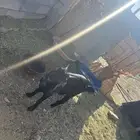 للبيع عناق جذعه