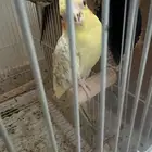 جده مشروع الامير فواز