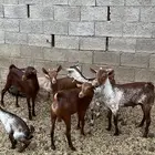 جفار