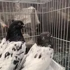 حمام باكستاني