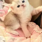 سكوتش فولد للبيع