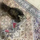 وجدت قطه ضائعه شمال جيزان