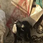 جفرا صغيرة  أتوقع عمرها  سبع شهور ولا ثماني شهور