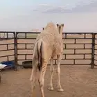 حوار لباني ذبح اليوم موجود بالملحمة الان