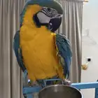 ببغاء مكاو متكلم وهدد داخلي