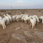 بهم حري مراح واحد