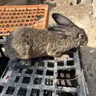 أرانب شنشلا فرنسي بابينو