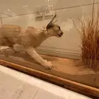 وشق حقيقي ونادر محنط