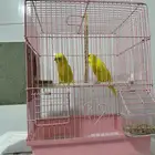 طير بادجي للبيع ذكر و أنثى